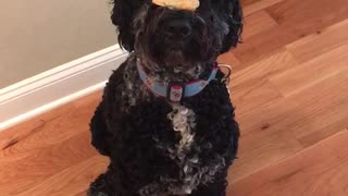 Black dog holds treat on nose for long time before eating it