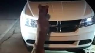 Pitbull Attacks Car