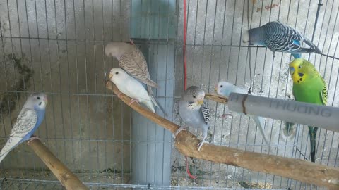 Budgie birds in the cage