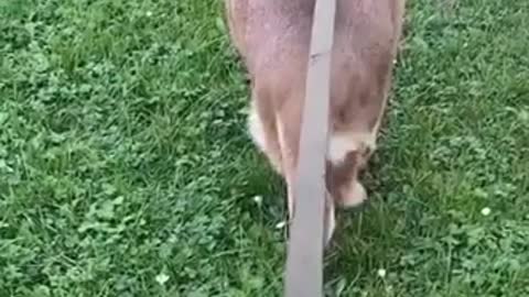 Attack dog intresting video