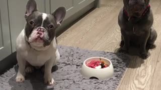 Disciplined puppies wait for permission to eat breakfast
