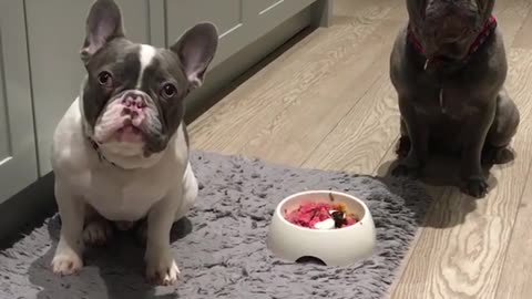 Disciplined puppies wait for permission to eat breakfast