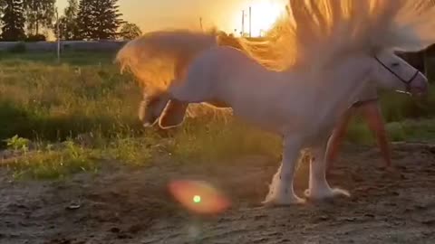 Most beautiful Horse