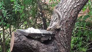 The squirrel is eating rice on the mango tree