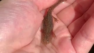 Baby salamander