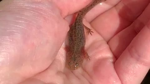 Baby salamander