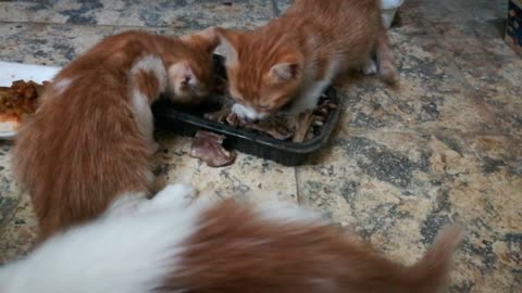 Hungry Triplets Cats Eats Chicken Roasted Bones