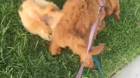 Orange puppy and blonde puppy wrestle on grass