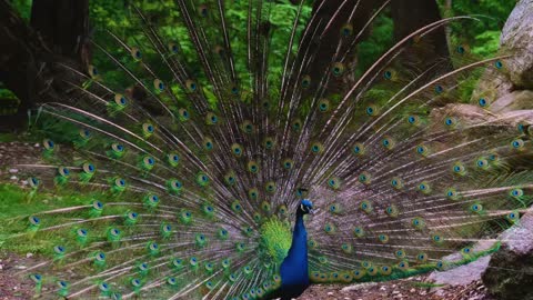 A beautiful peacock feathers.