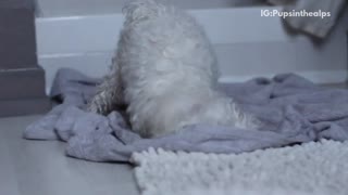 White dog rolls around on blanket in bathroom after bath