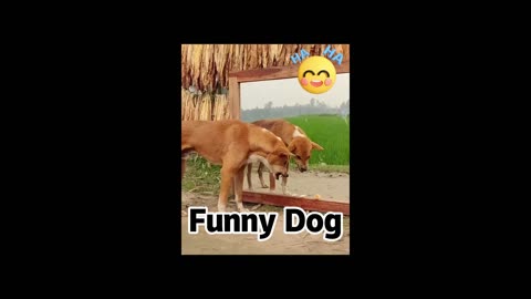 Funniest Animals 2023 😅 Best Funny Cats and Dogs 😹🐶