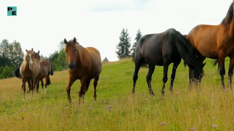 The joy and freedom of horses