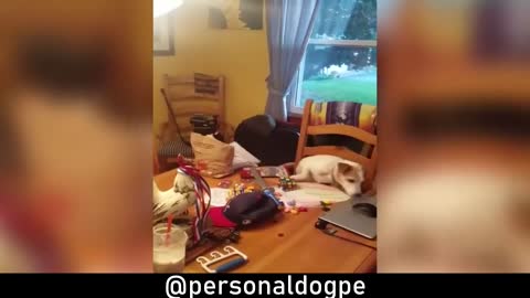 dogs engraçados doing mess na home