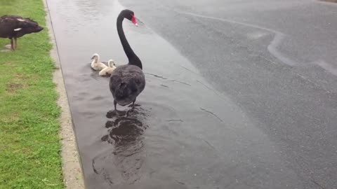 CYGNETS GET SUCKED INTO STORM WATER DRAIN DURING PERTHS WET WINTER part 2/3