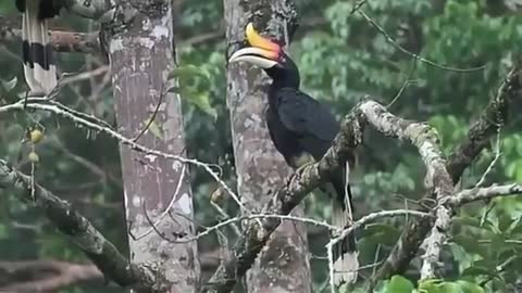 Hornbill