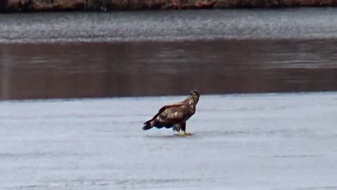 Juvenile Eagle