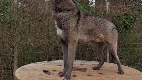 Wolfdog Loves to Howl