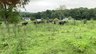 Gator And Sassy Intro To Cattle Nine