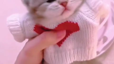 Kitten in sweater