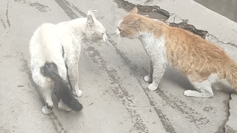 Cat fight