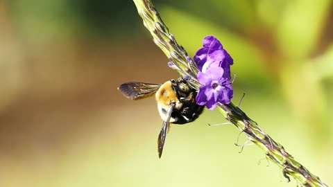 A Bumble Bee Feeding On Flowers Nectar