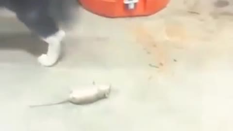 mouse fooling cat by acting as he is dead//😂😂