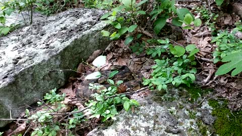 Rattlesnake rookery