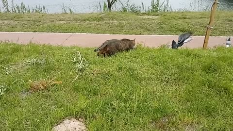 A cat hunts pigeons