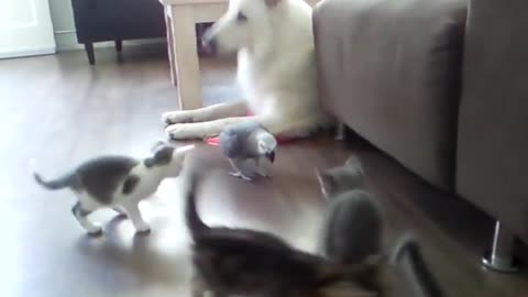 parrot meets the first foster kittens litter