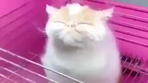 KITTEN DRYER - CUTE