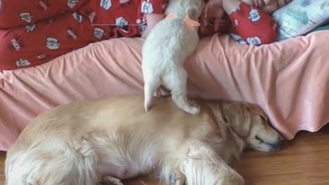 new funny Funniest Cats and Dogsvideo,2021
