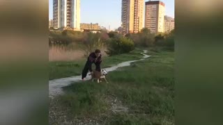 Extremely athletic doggy soars over 3 meters in the air