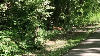 Fawn on the run