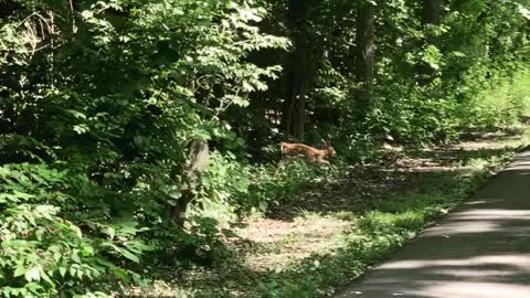 Fawn on the run