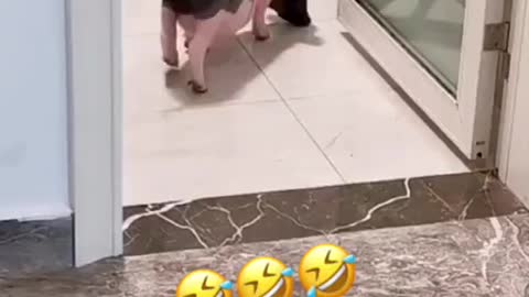 Pig in wc