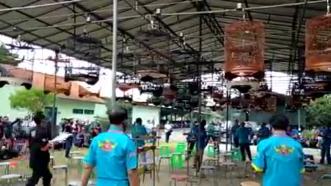 Popular chirping bird competition in Indonesia