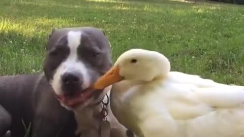 Duck playing with Pitbull! very cute