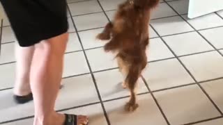 Cavalier dog loves dancing for tasty treats