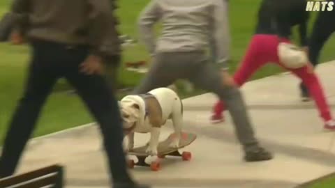 Dog Adorably Skateboards Under Tunnel Of People