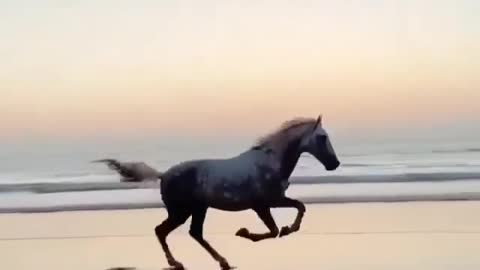 Beautiful horse running on the beach