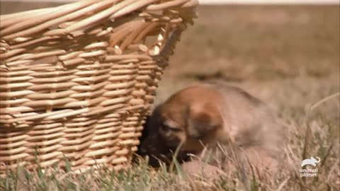 Adorable 3-Week-Old Puppies Explore