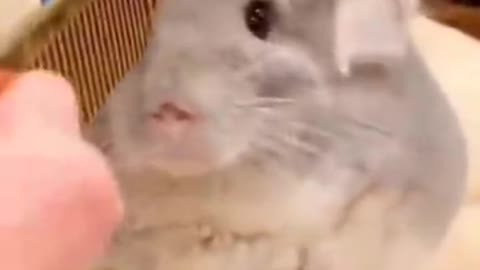 Cute Chincilla videos -- cute Chincilla-- -- cute animals