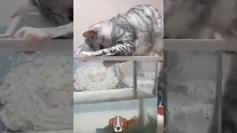 cute kittens compilation ❤❤😍😍