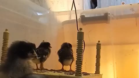 Camera in the brooder