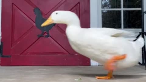Duck adorably runs back and forth in front of the camer