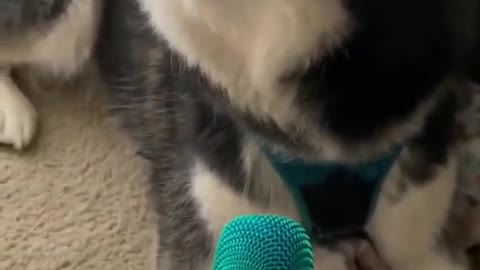 Dog singing with mic