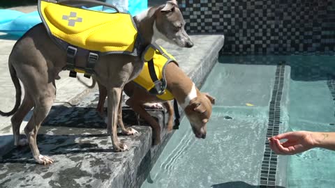 Teach your dog to swim - Fast and easy