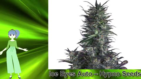 Ice Eyes Auto – Hypno Seeds