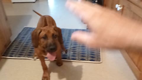Adorably Clever Ridgeback Puppy Learns to "Speak" On Command
