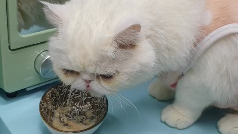 A cat that eats delicious snacks